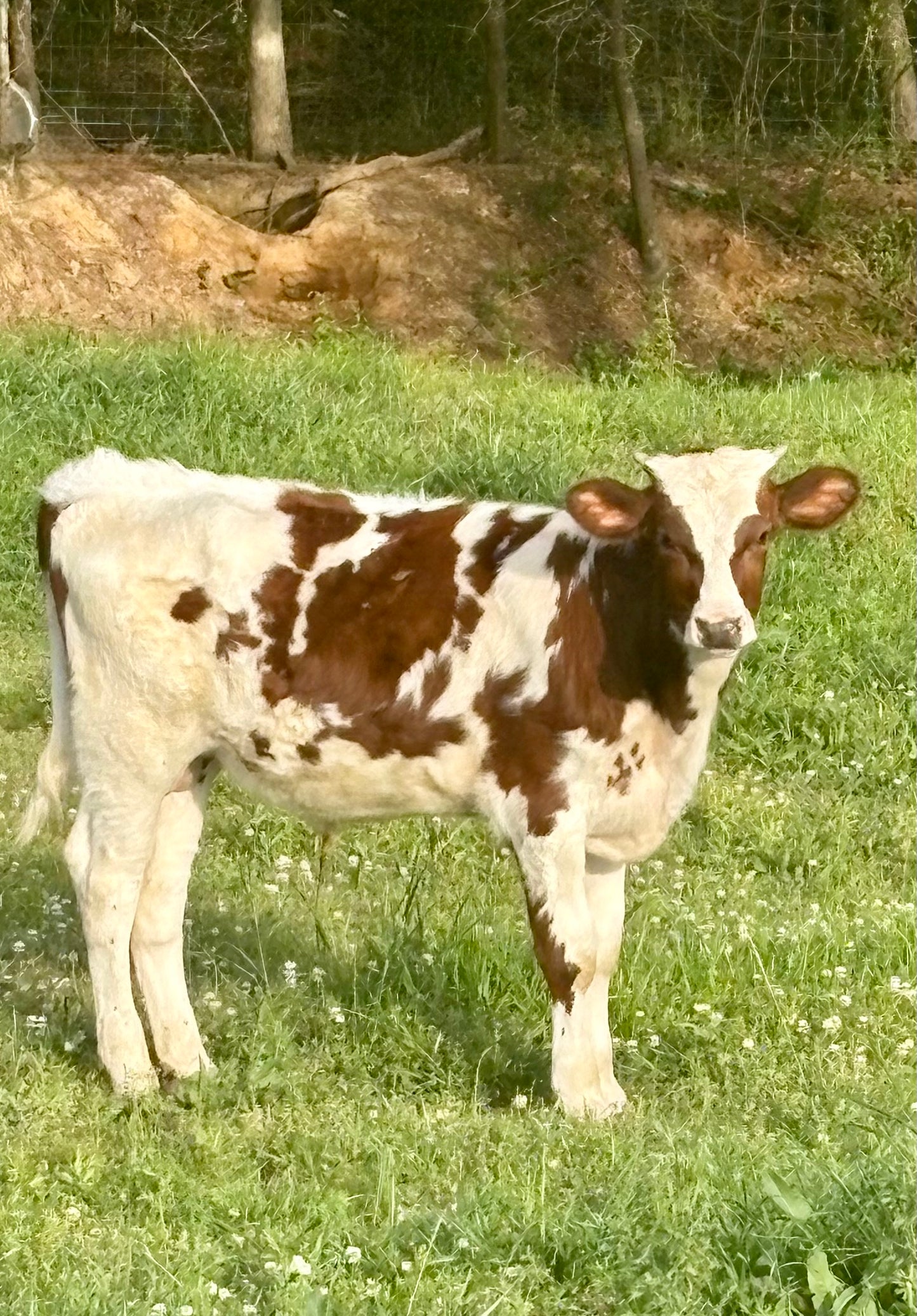 Half Gallon Raw Milk
